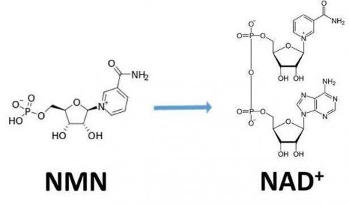 從生物學(xué)角度看NMN:為何能延緩衰老和提高免疫力？