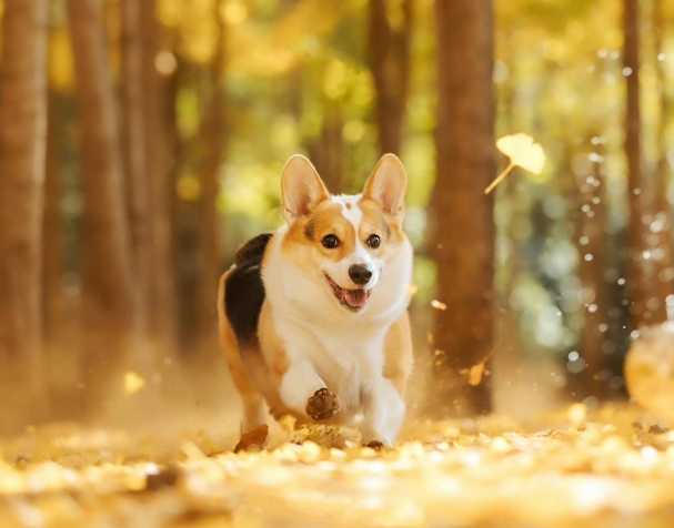 PQQ：改善認(rèn)知與運(yùn)動(dòng)能力