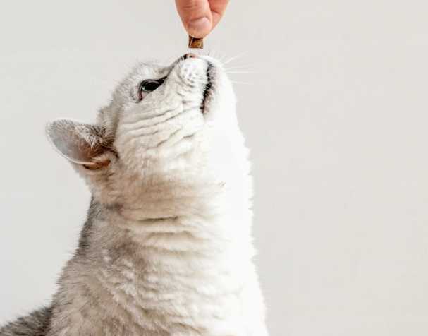 輔酶Q10：促進(jìn)心血管健康