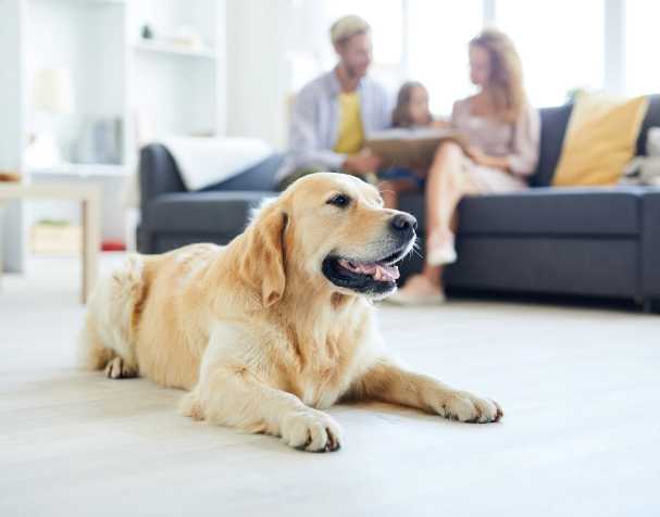 SAMe改善認知功能