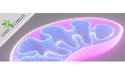 ATP——維持生命的能量基礎(chǔ)