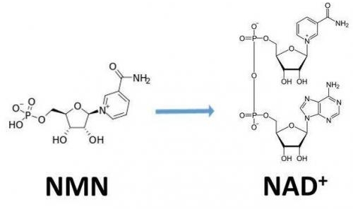從生物學(xué)角度看NMN:為何能延緩衰老和提高免疫力？