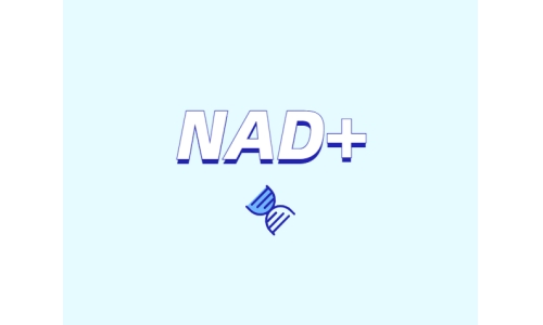 NAD+ 對身體有什么作用？如何獲取 NAD+？